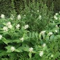 Smilacina racemosa (2)